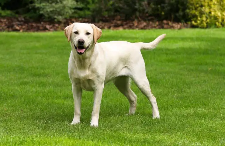Labrador retriever