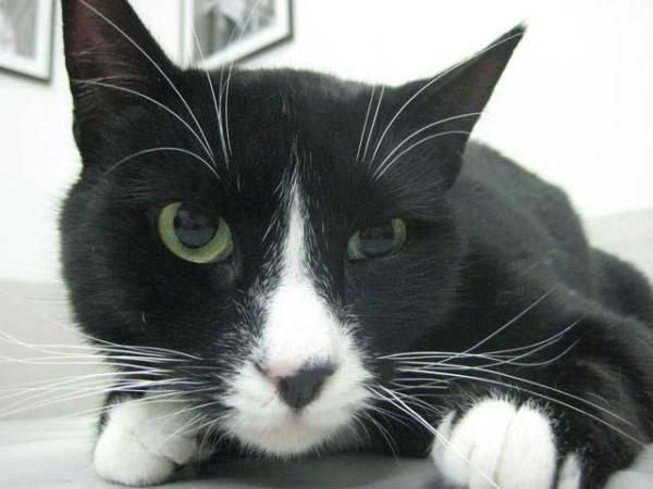 Síndrome de Honer en gatos: causas y tratamiento - Síntomas del síndrome de Horner en gatos