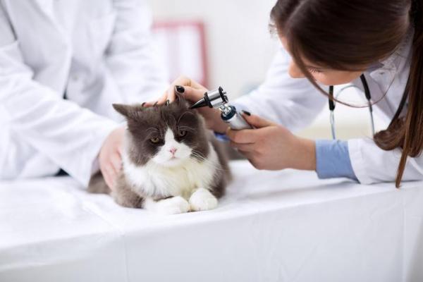 Síndrome de Honer en gatos: causas y tratamiento - Tratamiento del síndrome de Horner en gatos