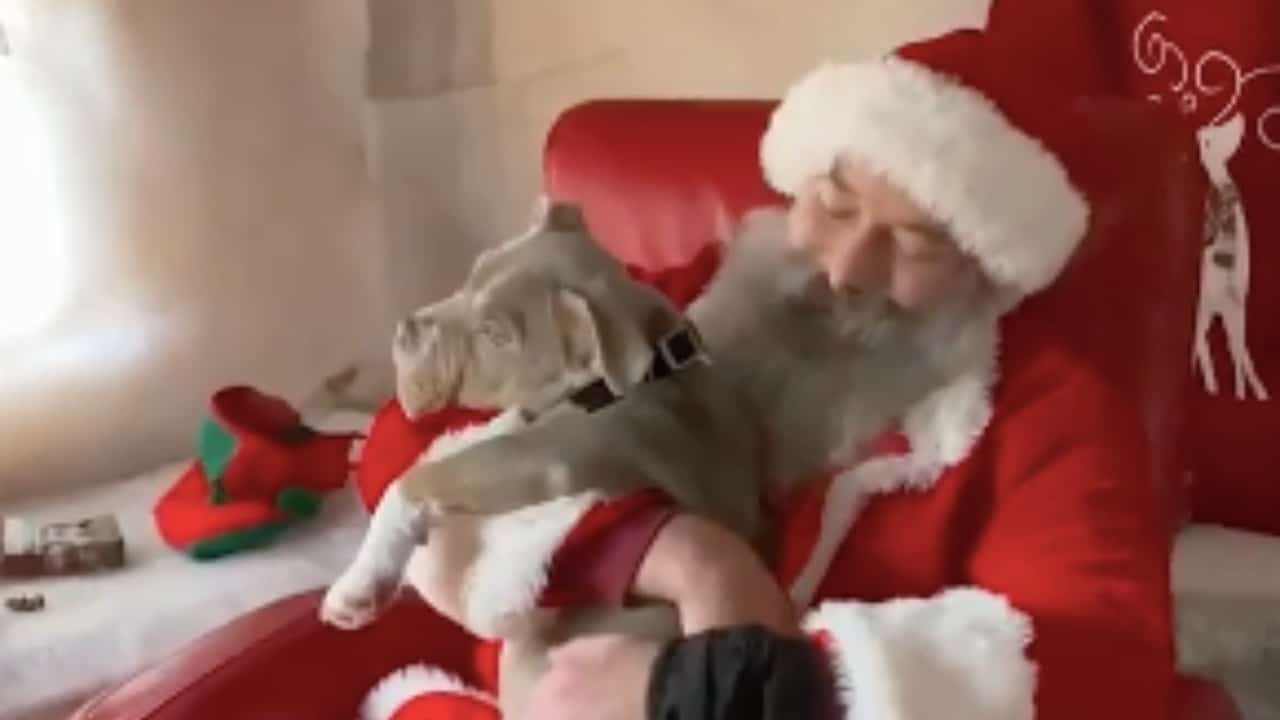 Perro visita a Papá Noel: la sorpresa de su dueño Capone – VIDEO