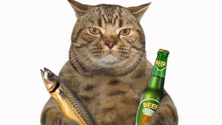 gato y cerveza