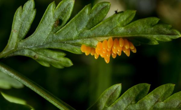 ¿Cómo nacen y se reproducen las mariquitas? - Periodo de reproducción de las mariquitas.