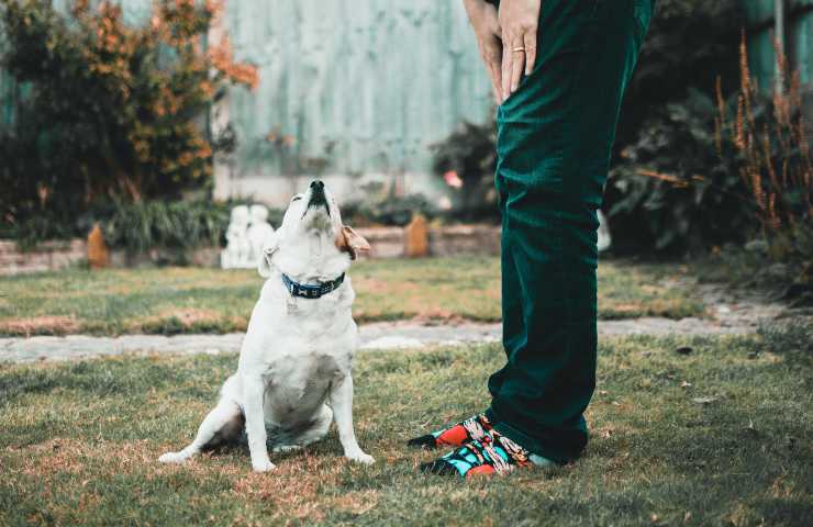 El perro tiene dificultad para sentarse