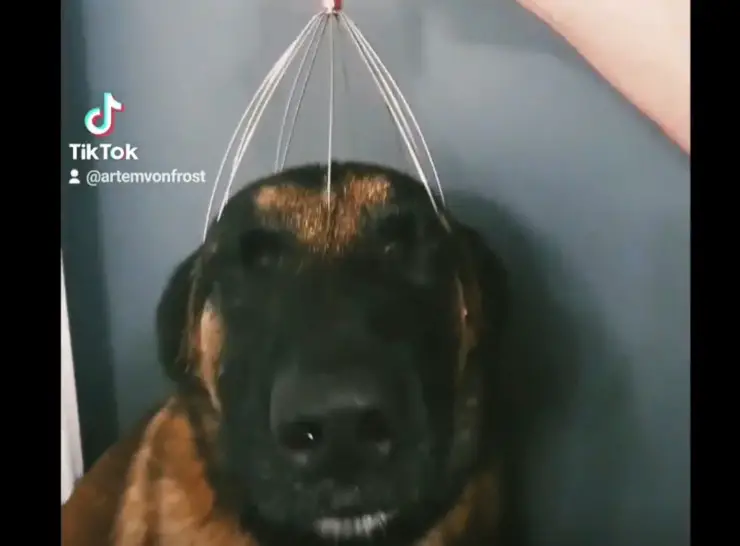 reacción del perro de masaje