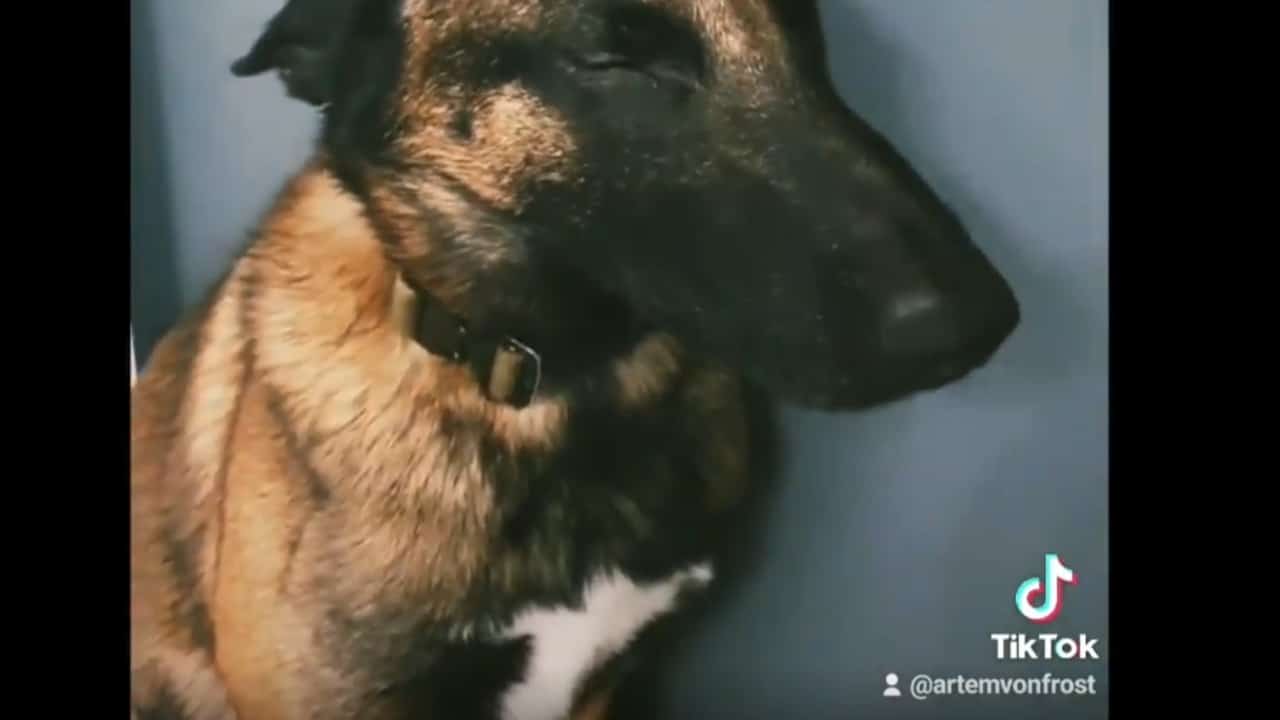 La reacción del perro al masaje con una herramienta especial – VIDEO