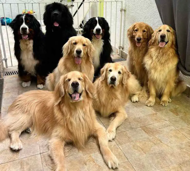 familia ocho perros