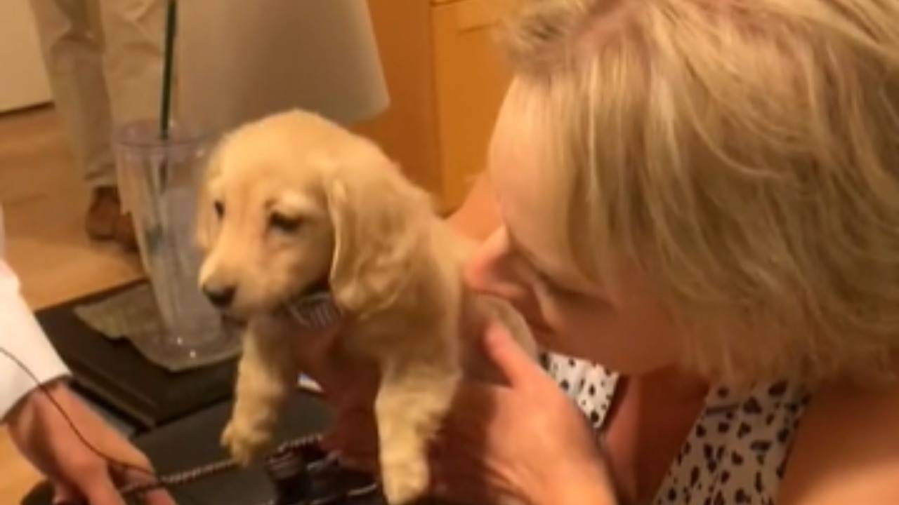 Maravillosa sorpresa por aniversario de bodas: el perro Max (VIDEO)