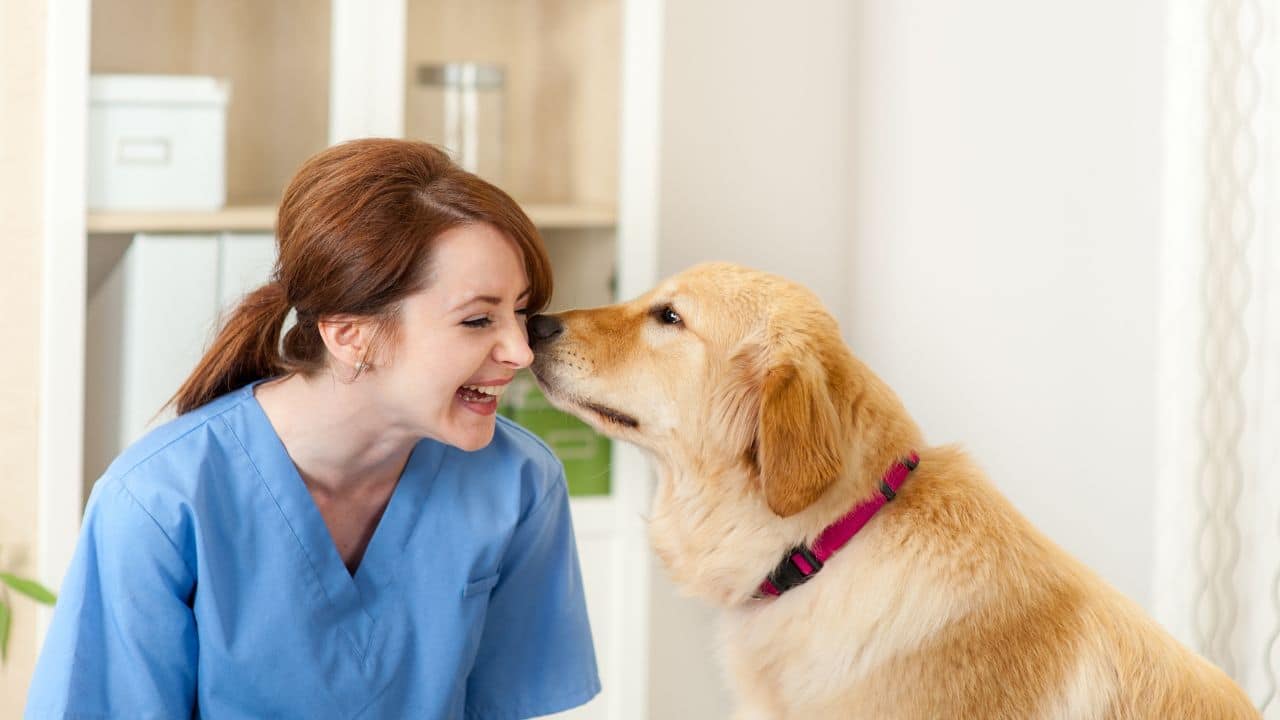Cómo convertirse en veterinario: curso de estudio, consejos, información.