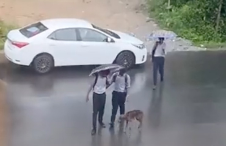 drenaje de lluvia para perros atrapados