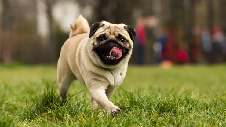 Doguillo