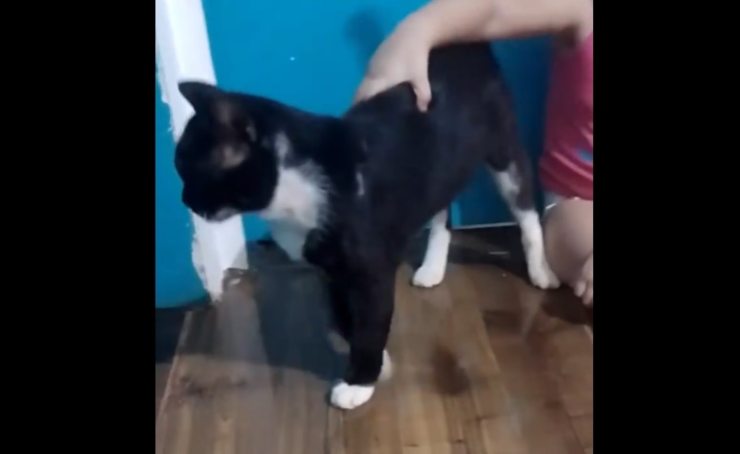 gato venenoso