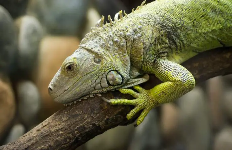 tenencia ilegal de animales salvajes