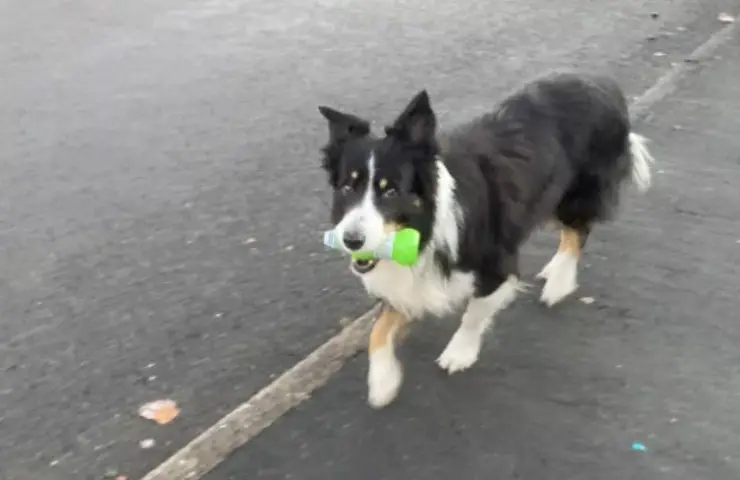 perro ecológico Scruff medio ambiente