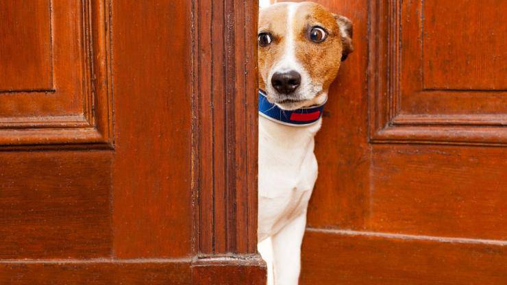 Perro en las áreas comunes del condominio
