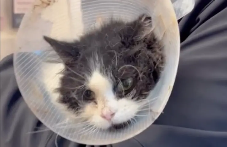gato dalia cancer donar