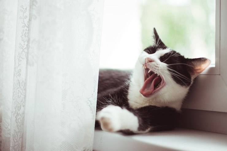 El felino siempre muerde