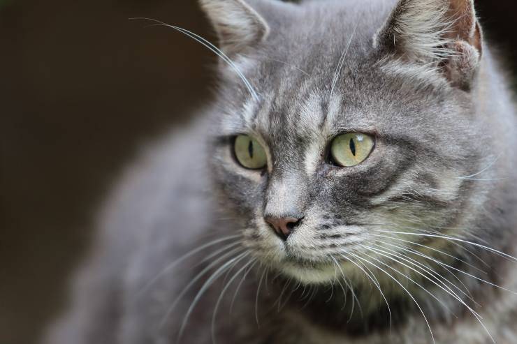 Haz que el gato deje de morder