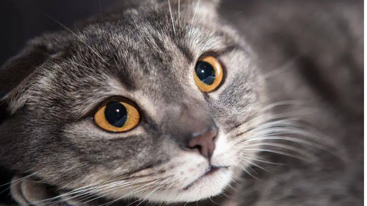 gato asustado