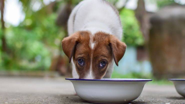 El perro come del tazón