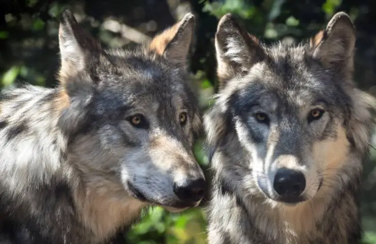 lista actualizada de animales en peligro de extincion