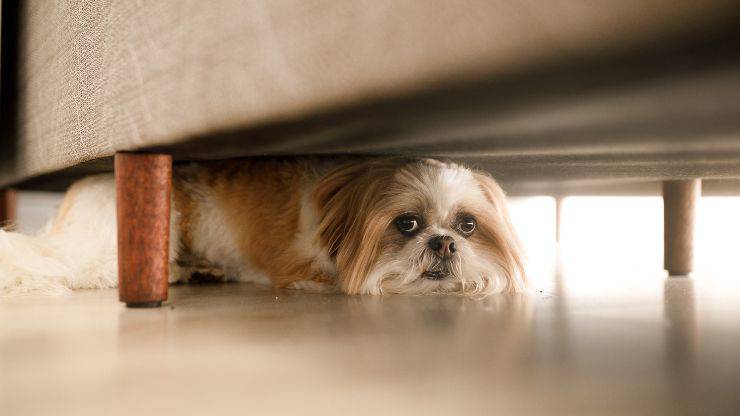 perro asustado