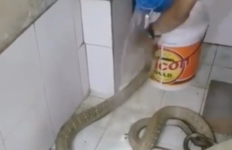 tratar a la serpiente como perro