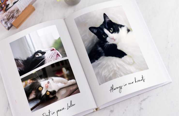 Álbum de fotos de un gato
