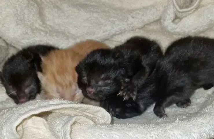 caja de peligro cuatro gatitos