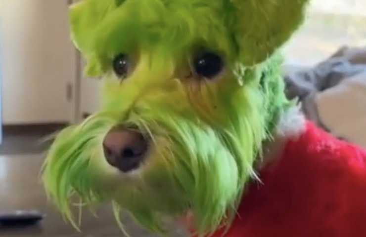 surge el gesto vergonzoso del perro