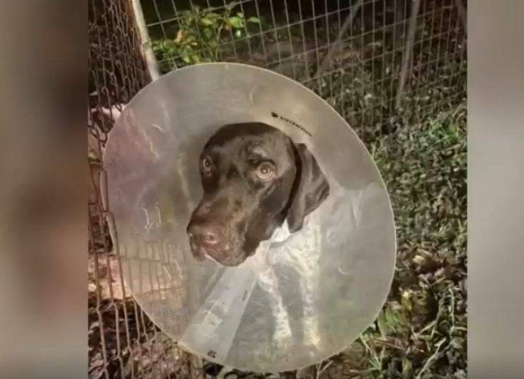 perro flecha del cráneo