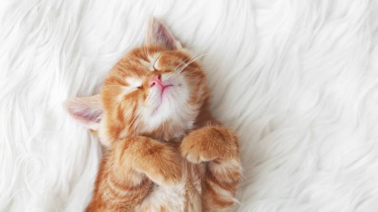 gatito rojo