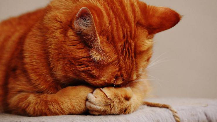 gato rojo