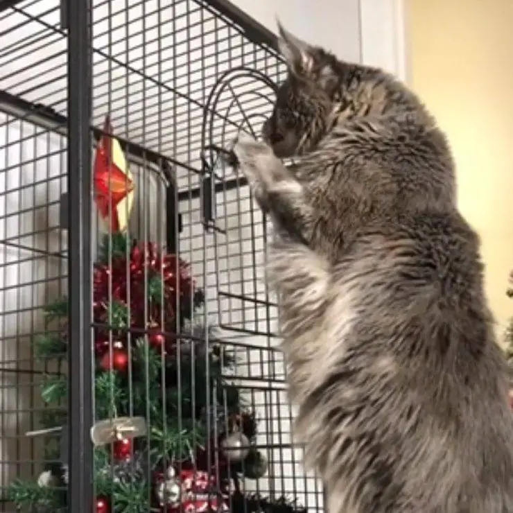 gatito reacciona al árbol enjaulado