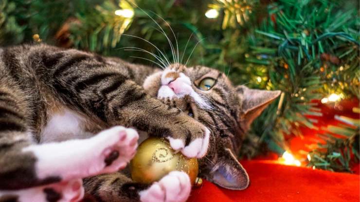 gato y árbol de navidad