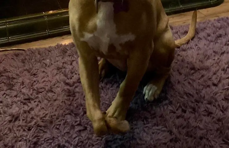 perro con la pata deformada