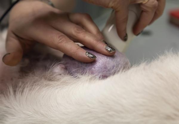 Adenocarcinoma en perros síntomas, tratamiento y supervivencia - Tipos de adenocarcinomas en perros