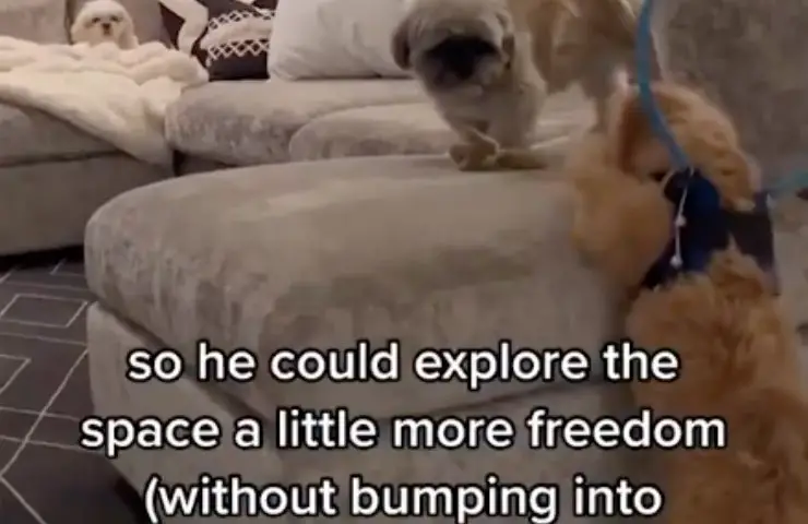 beau perro ciego hula hoop
