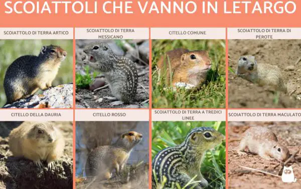 ¿La ardilla hiberna? - ¿Qué ardillas hibernan?