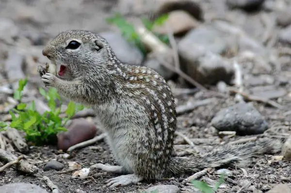 ¿La ardilla hiberna? - ¿Cómo se preparan las ardillas para la hibernación?