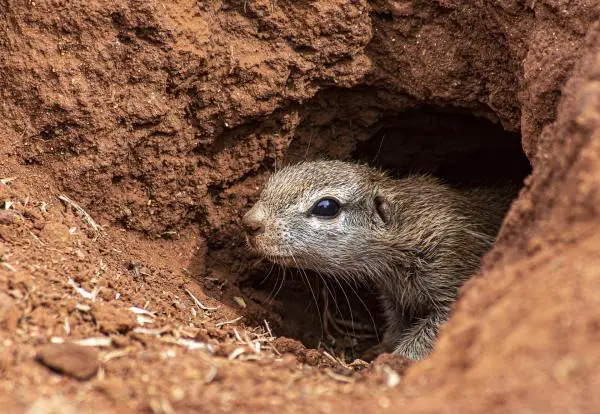 ¿La ardilla hiberna? - ¿Cómo hibernan las ardillas?