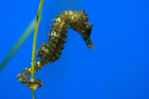 ¿El caballito de mar es un pez? - ¿Por qué el caballito de mar es un pez?