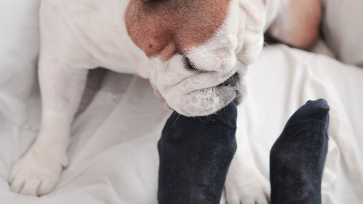 Perro huele pies