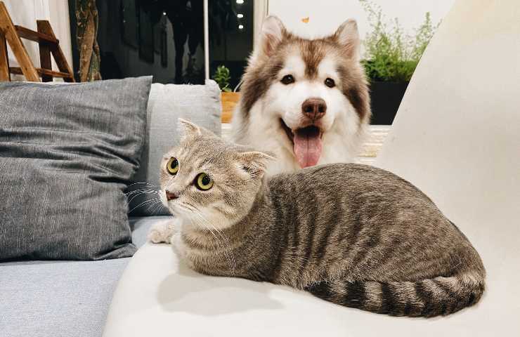 Perro y gato en el sofá
