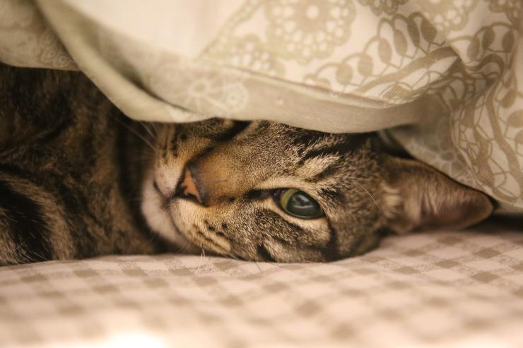 El gato y los parásitos pulmonares