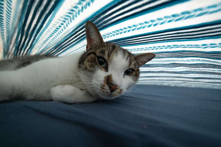 Enfermedad en el felino