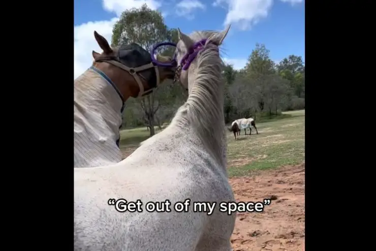 caballo acosado