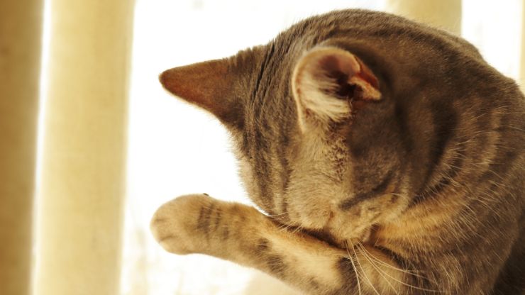 gato triste