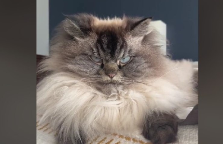 dulce maullido de gato