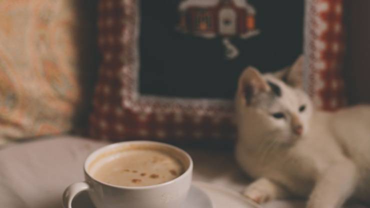 gato y cafe