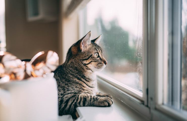 gato robo genova
